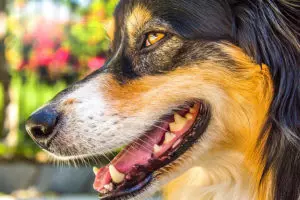A beautiful dog showing off his teeth