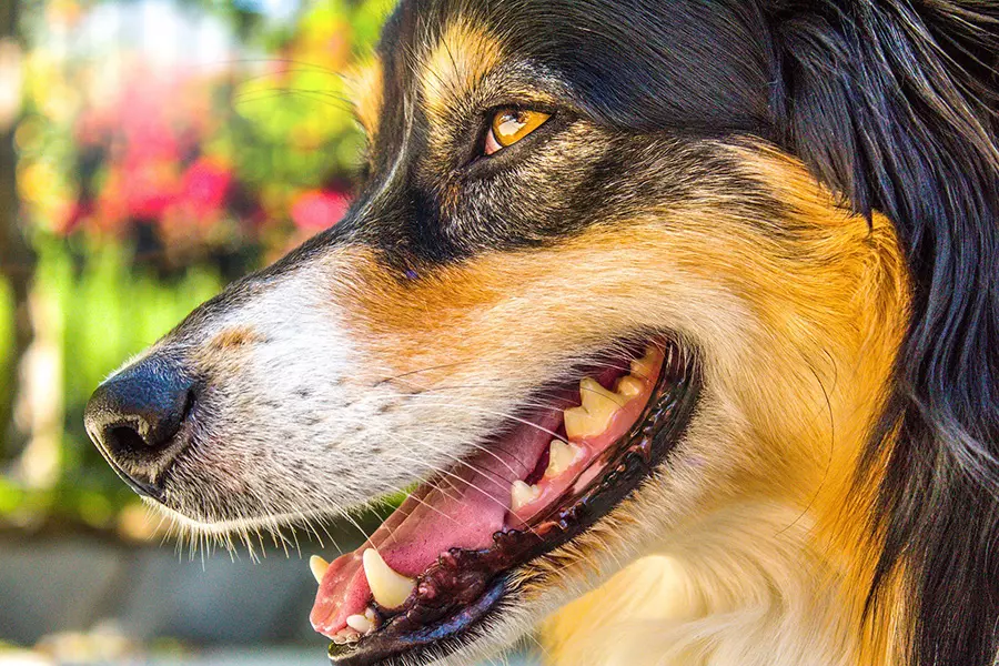 A beautiful dog showing off his teeth