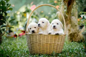 3 white dog puppies in a basket