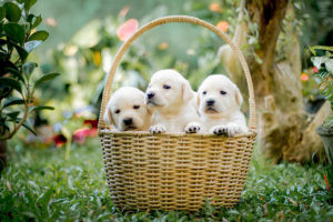 3 white dog puppies in a basket
