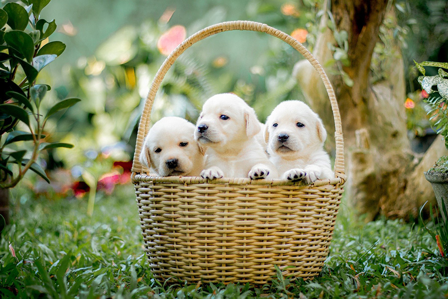 3 white dog puppies in a basket