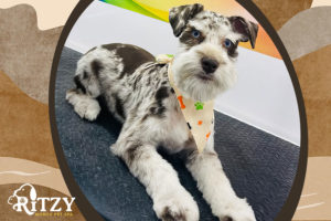 Schnauzer Dog Breed