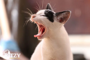 A white cat with mouth open
