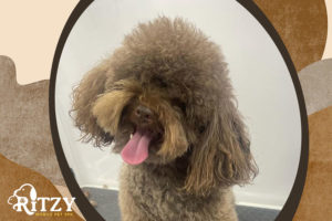 A dog with matted coat