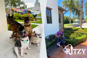 Dogs and a mobile groomer holding a black Frenchie pup.